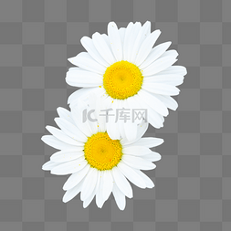 小清新的图案图片_洋甘菊雏菊花白色大自然