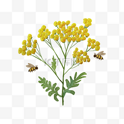 艾菊植物水彩花卉与蜜蜂