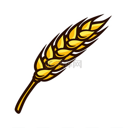 维生素把图片_新鲜成熟小麦穗的插图秋收蔬菜农