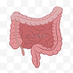 人体后面图片_人体内脏肠道健康