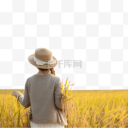 秋收的稻田图片_田里的女子