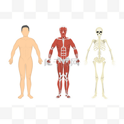 人体、肌肉和骨骼.