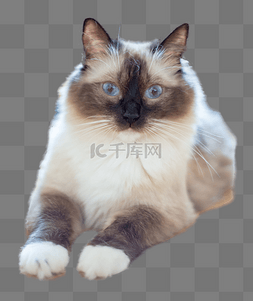 可爱图片_猫咪猫动物野猫狸花猫