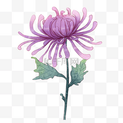 水彩紫色菊花花束