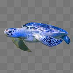 海龟动物