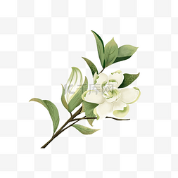 白色栀子花花叶