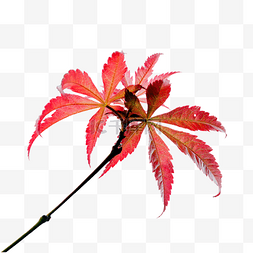 广州帽峰山森林公园秋天枫叶红了