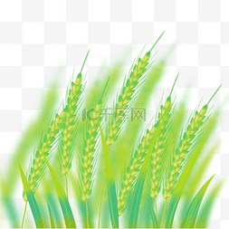 麦田绿色小麦