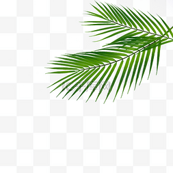 棕榈叶光合作用绿色树枝