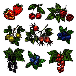 草莓蓝莓树莓图片_浆果树枝勾勒出花园里新鲜水果的