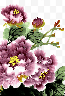 紫色盛开的花朵图片_美丽的牡丹花水墨