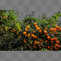 绿色的桔子图片_橘子林的橘子