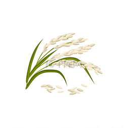 绿色植物新鲜图片_水稻分离绿色植物与种子。