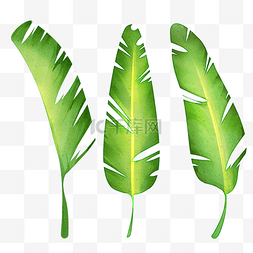 芦荟绿色背景图片_香蕉叶植物叶子水彩风格