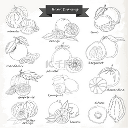柑橘类水果的集。矢量的手绘图素
