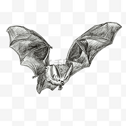 飞行素描蝙蝠写生