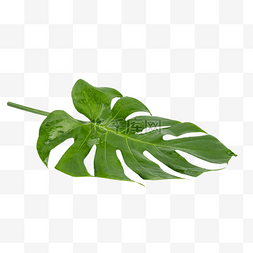 热带植物龟背竹叶子