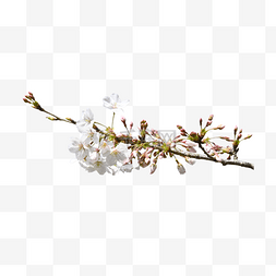 白色花朵枝条花苞樱花