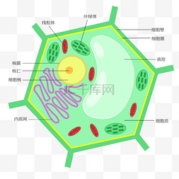 发夹发带矢量图图片_植物细胞生物学教育图