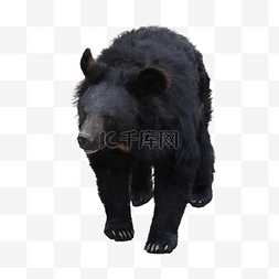 拉丁美洲位置图片_摄影图动物园黑色美洲黑熊