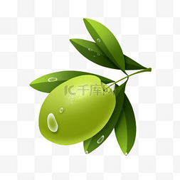 春季春天植物橄榄果露水