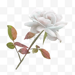 白色婚礼图片_白玫瑰水彩白色婚礼花卉