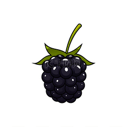 浆果矢量图片_黑莓果实孤立的夏季浆果矢量野生