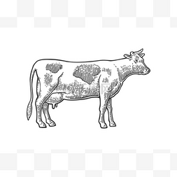 母牛。手工绘制的图形样式。复古