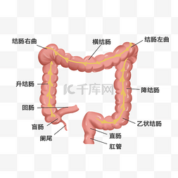 医疗人体组织器官大肠盲肠阑尾局