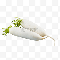 白萝卜蔬菜