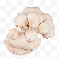 秀图片_菌菇蘑菇秀珍菇