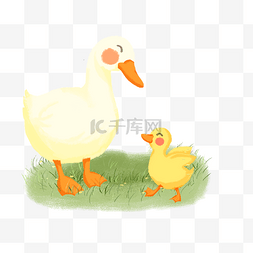 小鸭子和鸭妈妈动物亲子互动