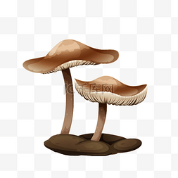 小蘑菇图片_野生蘑菇平菇