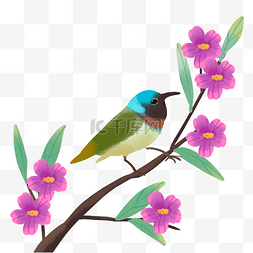 春季花枝上的小鸟