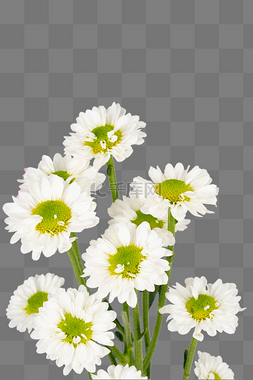 菊花白色图片_白色菊花花朵