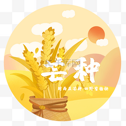 节气芒种小麦麦穗