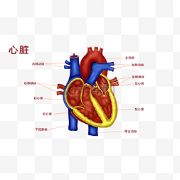 医疗人体组织器官心脏实例图