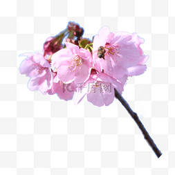 春季摄影樱花粉色