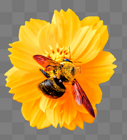 采蜜蜂图片_秋天野外自然风光蜜蜂鲜花上采蜜