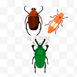 虫子图片_昆虫类甲虫虫子