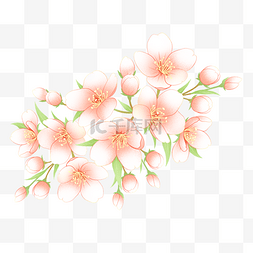 淡粉色的花朵图片_中国风工笔淡彩春天樱花花枝