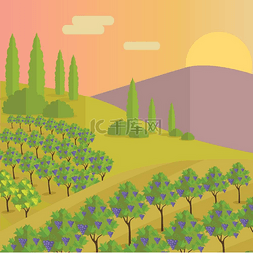 葡萄种植园种植葡萄树。