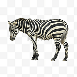 斑马自然条纹黑白