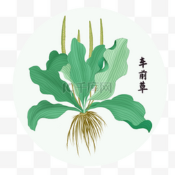 车图片_中草药中药植物车前草苗