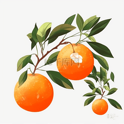 橙色手绘水果橙子