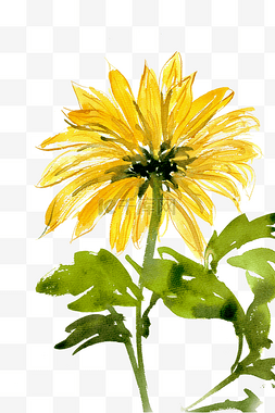花朵橙色图片_黄色的向日葵