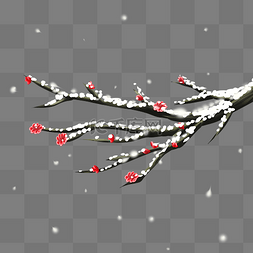 冬季下雪挂雪梅花枝
