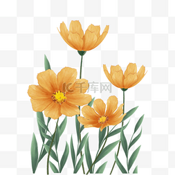 花卉植物ps图片_黄色水彩格桑花花卉植物