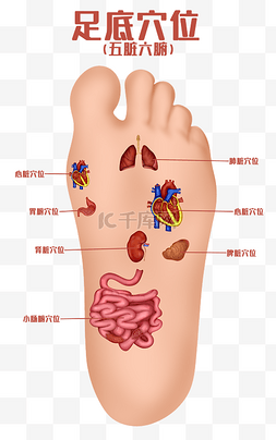 位图位图图片_体医疗组织器官人体足底五脏六腑