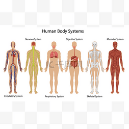 sistema图片_人体系统